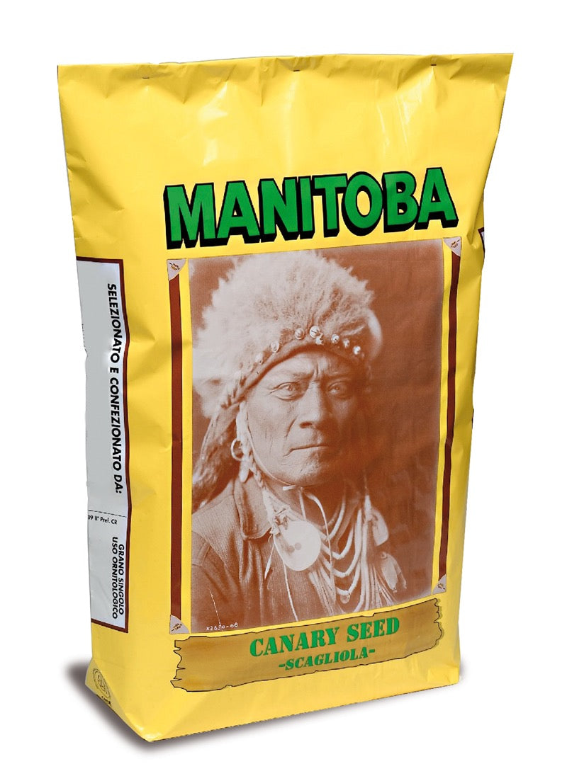 Manitoba Canary Seed Scagliola (Alpiste)