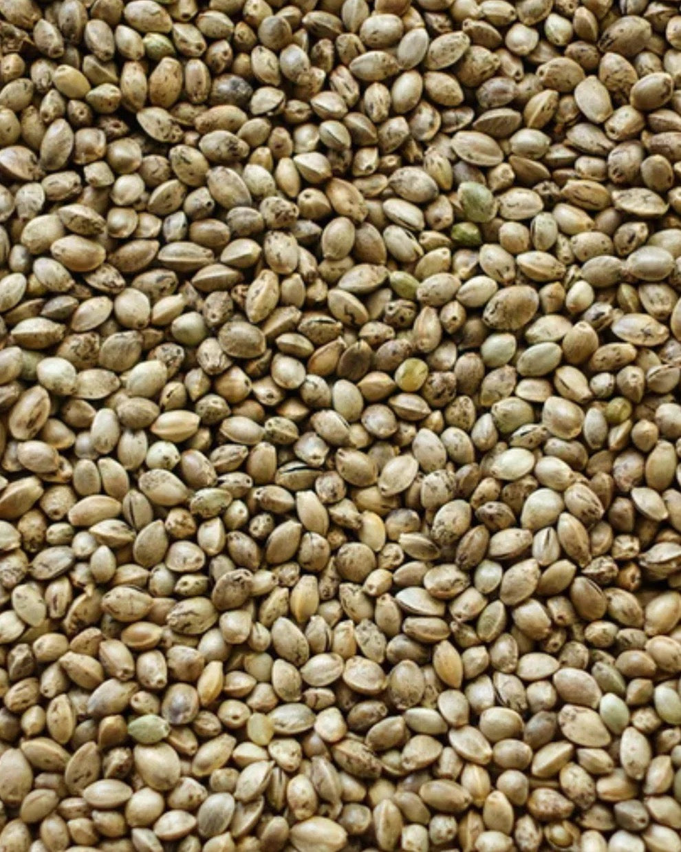 Manitoba Hemp Seed (Canamon)