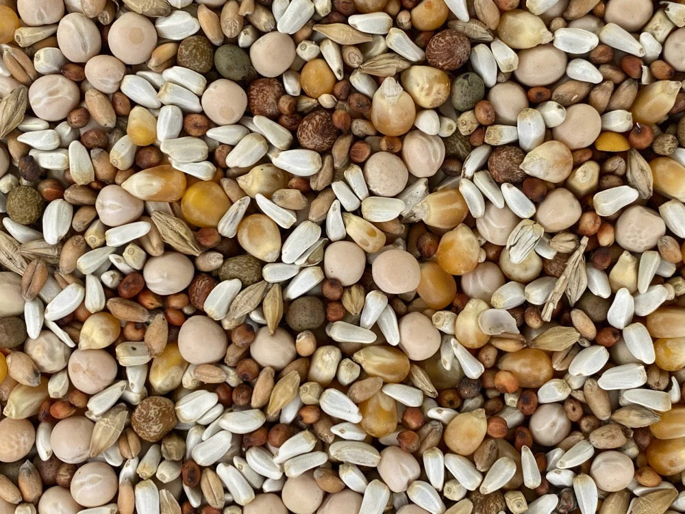 Versele-Laga Classic Pigeon Food 15% With Popcorn 50 Lb