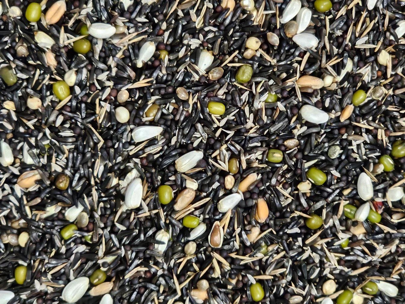 Manitoba Alta Germinación 1 Kg