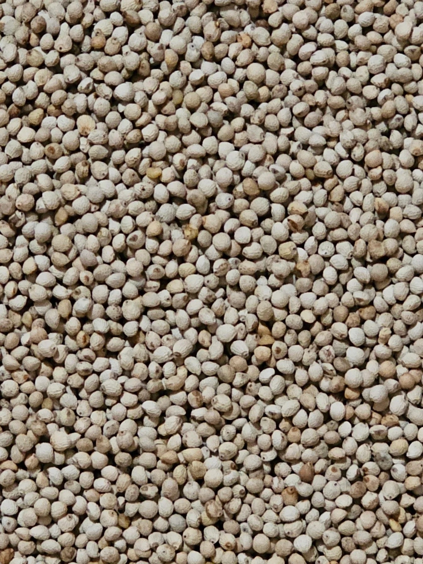 Manitoba Perilla Blanca